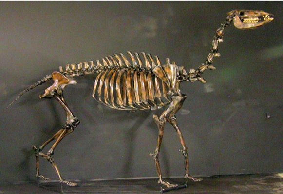 скелет камелопса