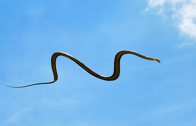 летающие змеи