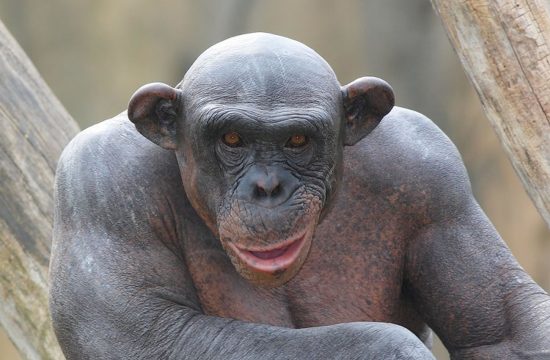 лысый шимпанзе мутант