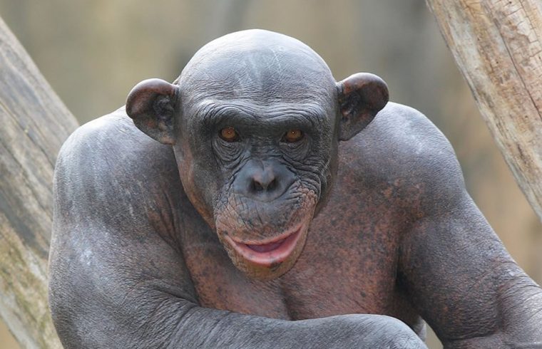 лысый шимпанзе мутант